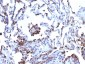  CD63 (Late Endosomes Marker) Antibody - With BSA and Azide